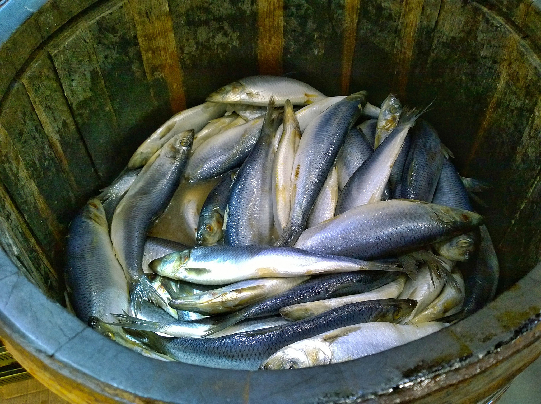 Identification of male heterogametic sex-determining regions on the Atlantic herring clupea harengus genome